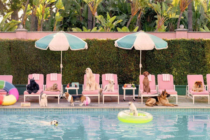 Gray Malin Wall Art 11.5x17 / Print Only Gray Malin Pool Day, The Beverly Hills Hotel