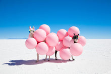 Load image into Gallery viewer, Gray Malin Wall Art 24x36 / Print Only Gray Malin Two Llamas with Pink Balloons II