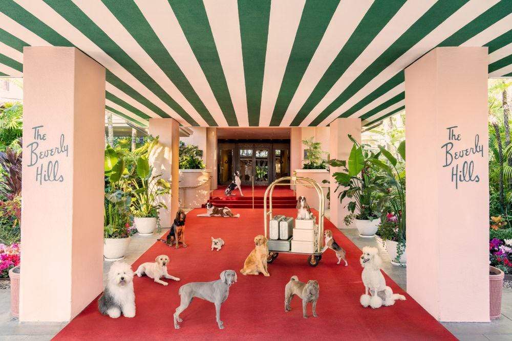 Gray Malin Wall Art 11.5x17 / Print Only Gray Malin Dogs at The Beverly Hills Hotel