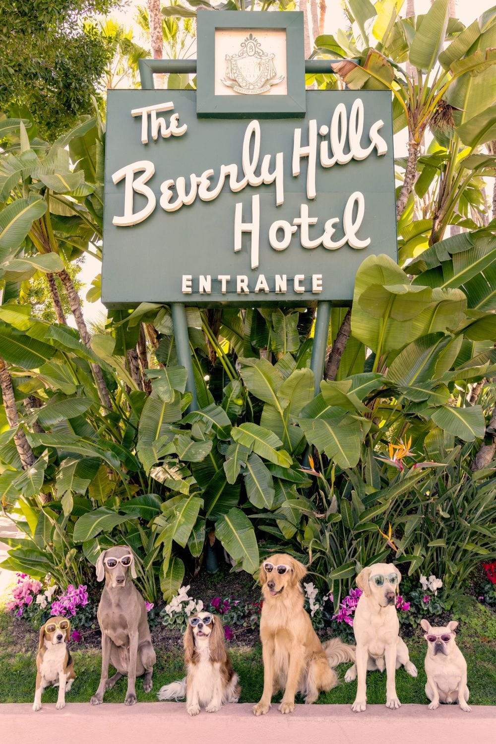 Gray Malin Wall Art 11.5x17 / Print Only Gray Malin Dogs at The Beverly Hills Hotel Vertical