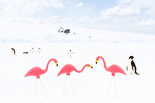 Load image into Gallery viewer, Gray Malin Wall Art 11.5x17 / Print Only Gray Malin Flamingos and Penguins, Antarctica