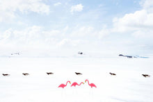 Load image into Gallery viewer, Gray Malin Wall Art 11.5x17 / Print Only Gray Malin Flamingos and Penguins II, Antarctica