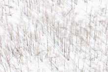 Load image into Gallery viewer, Gray Malin Wall Art 11.5x17 / Print Only Gray Malin Snowy Birch Trees