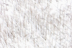 Gray Malin Wall Art 11.5x17 / Print Only Gray Malin Snowy Birch Trees