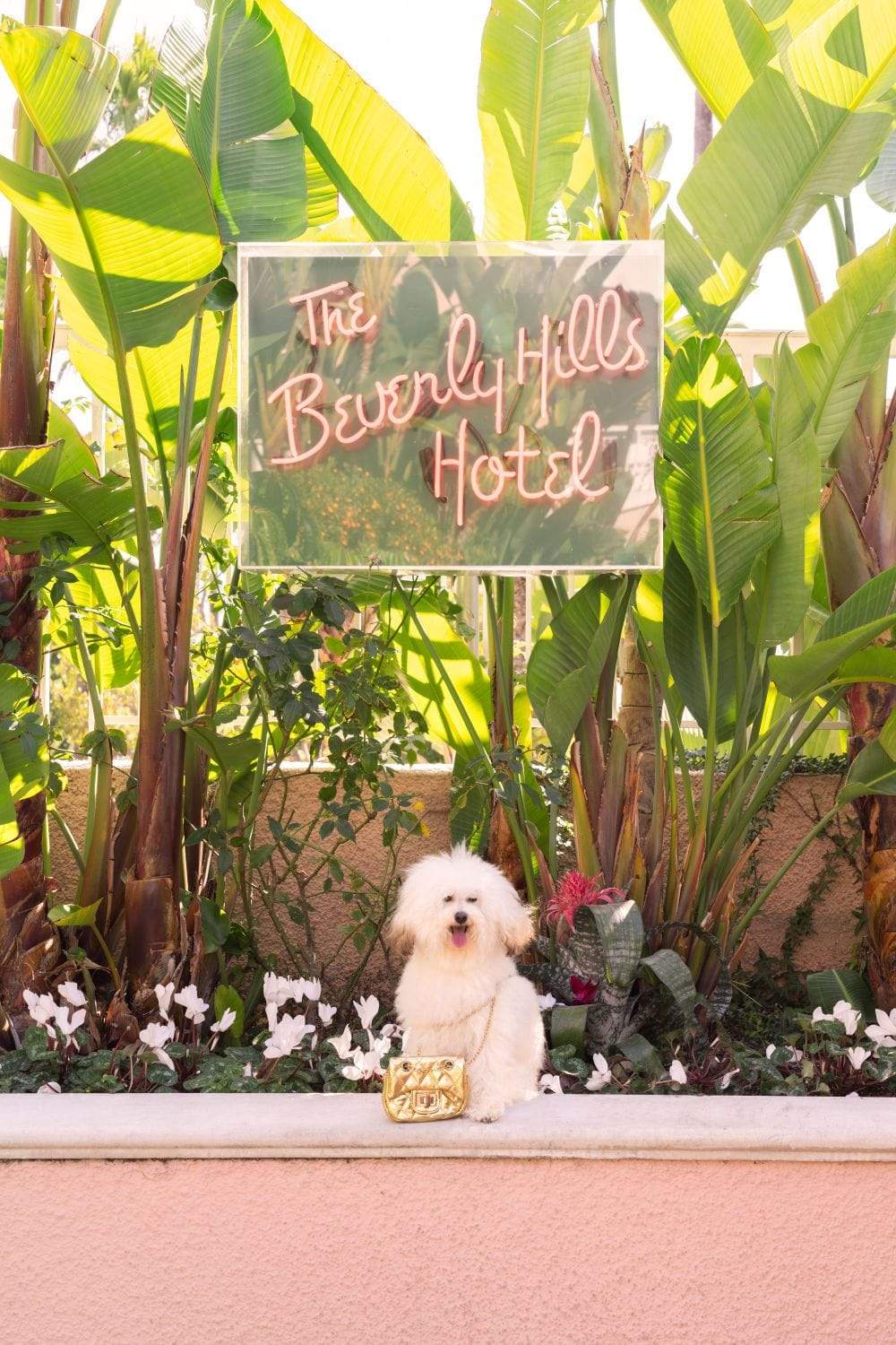Gray Malin Wall Art 11.5x17 / Print Only Gray Malin The Toy Poodle, The Beverly Hills Hotel