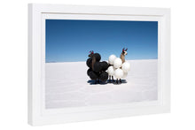 Load image into Gallery viewer, Gray Malin Wall Art Gray Malin Llamas Black and White Balloons Mini